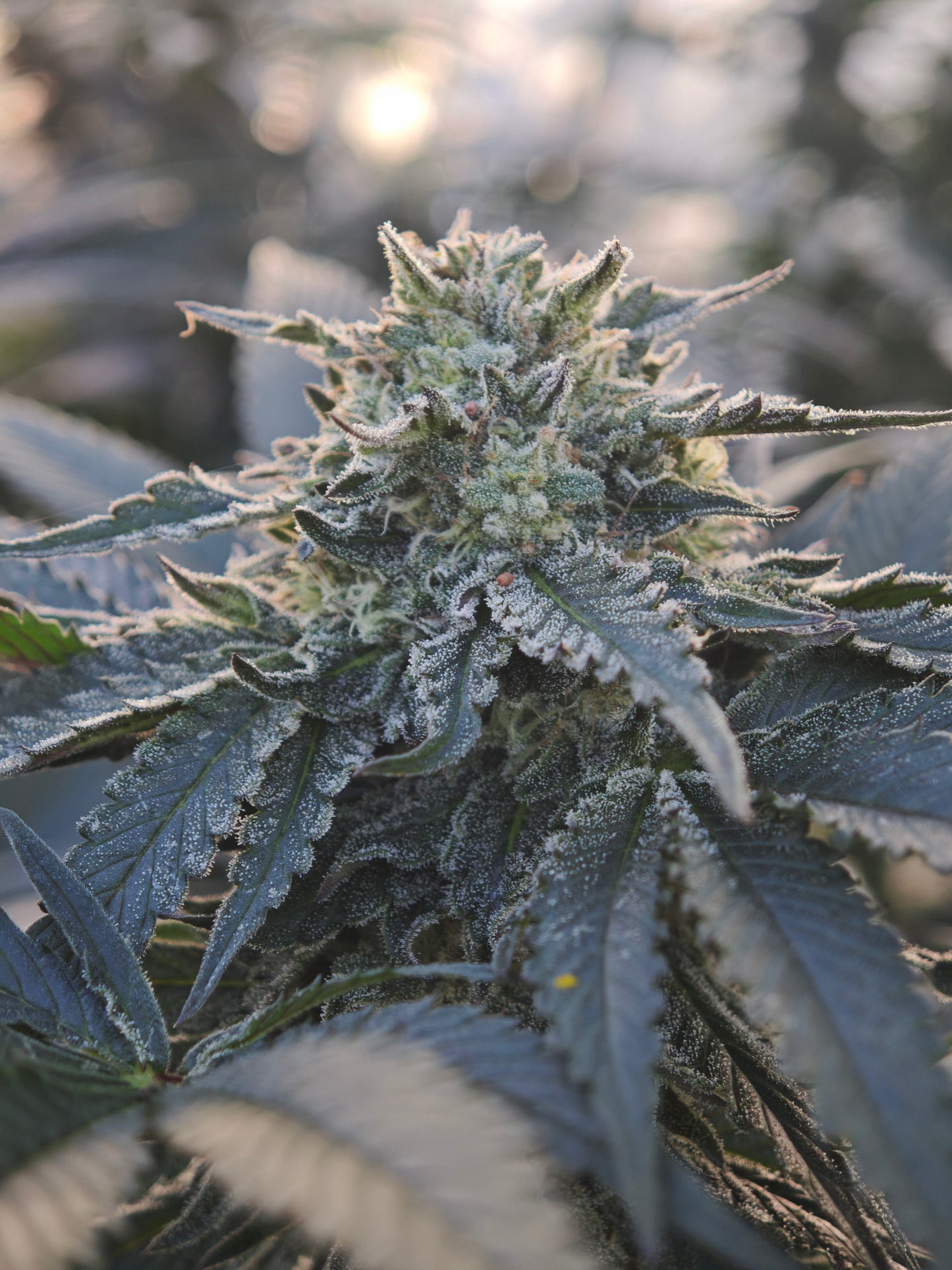 Bubble gum