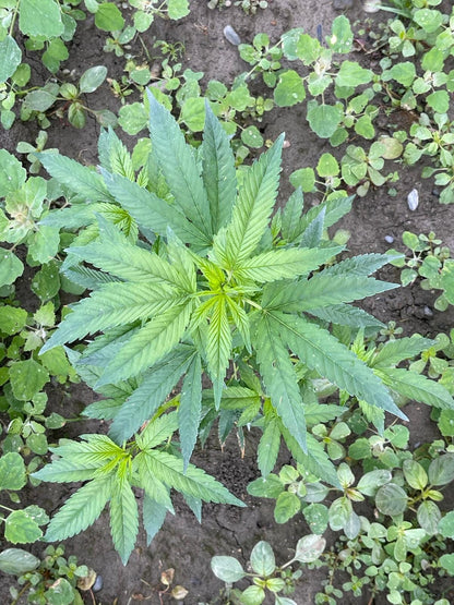 Bubba kush - indoor