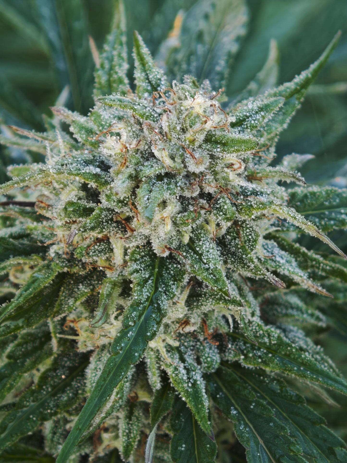 bomba cherry - indoor
