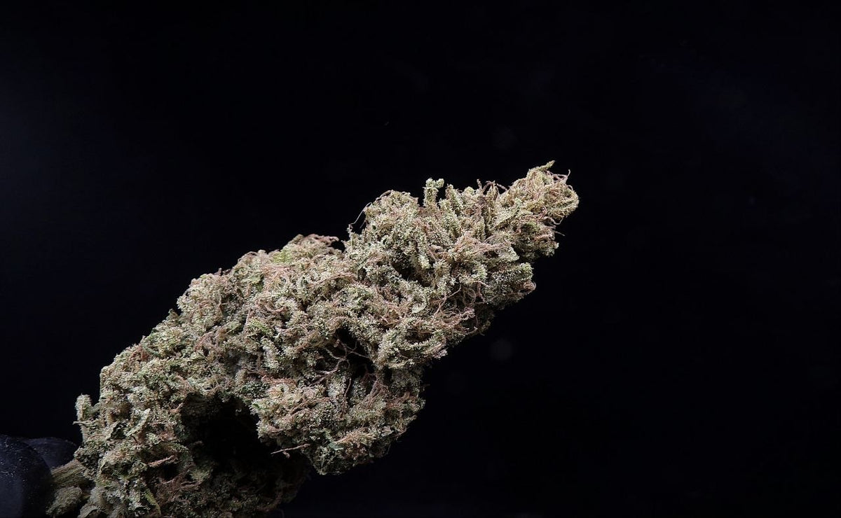 Rainbow sherbert - indoor