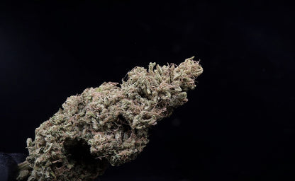 Rainbow sherbert - indoor